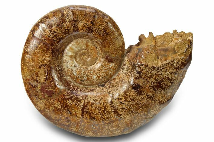 Jurassic Ammonite (Euaspidoceras) Fossil - Madagascar #283539